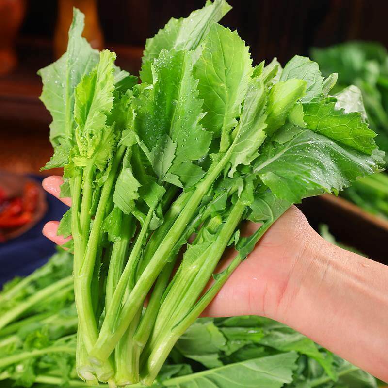 板蓝根硒菜苔