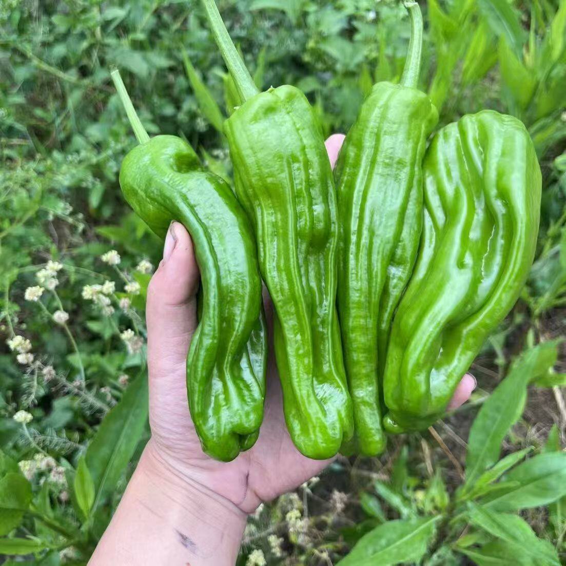 高山芜湖辣椒