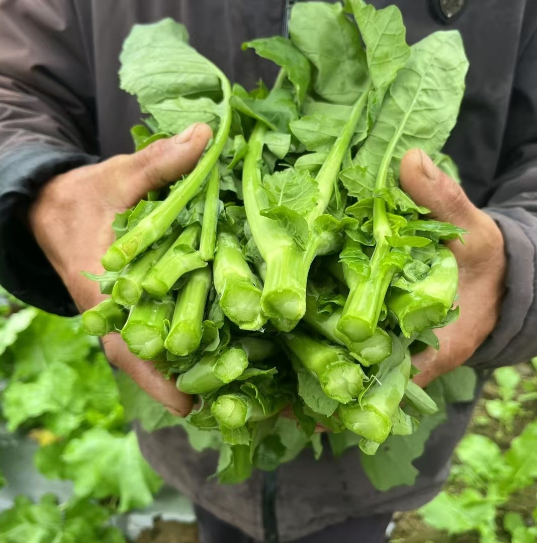 恩施硒菜苔
